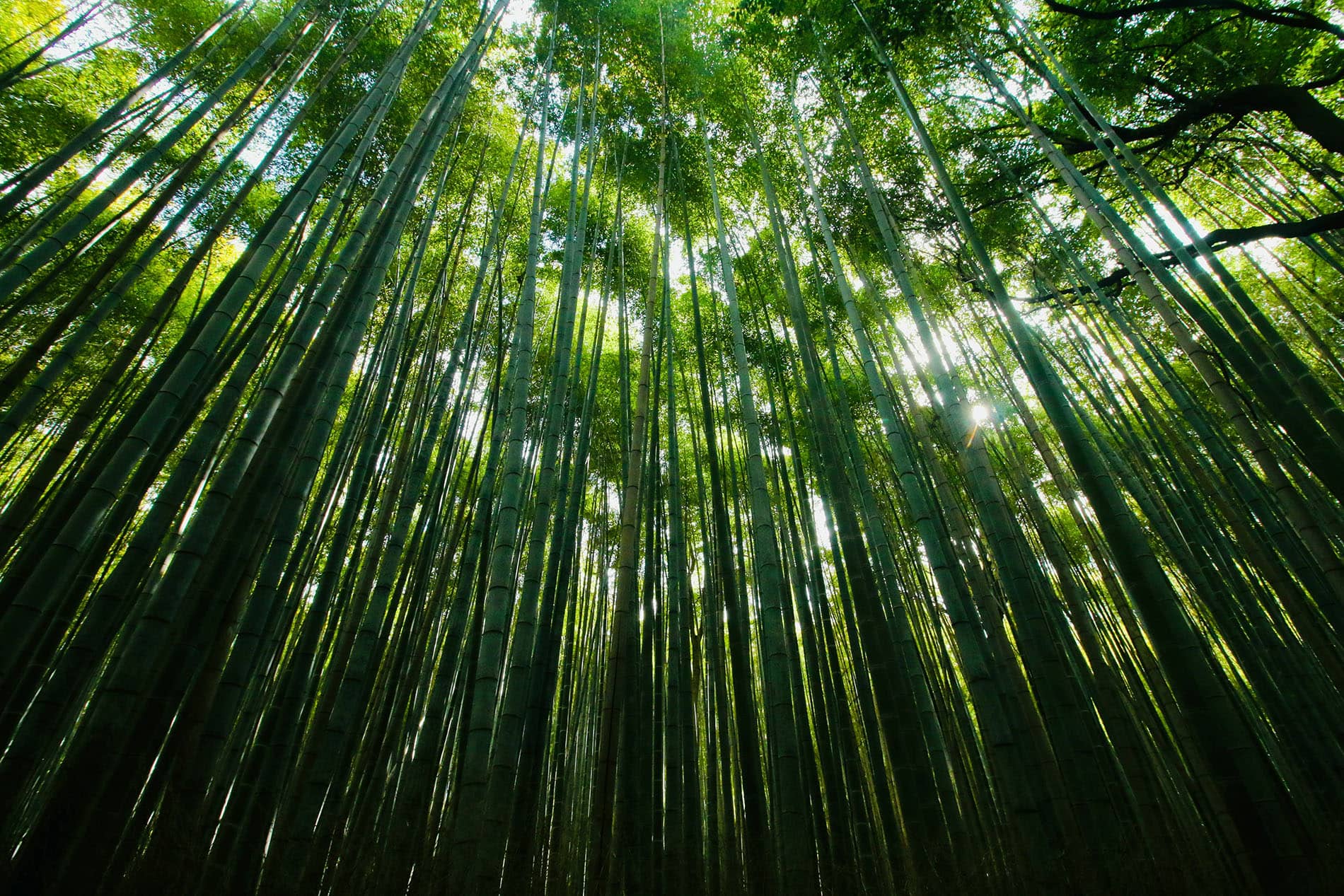 Image by Edmund Lou, Unsplash